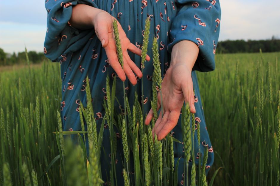 A woman gently holds wheat stalks in a vibrant green field on a sunny day.